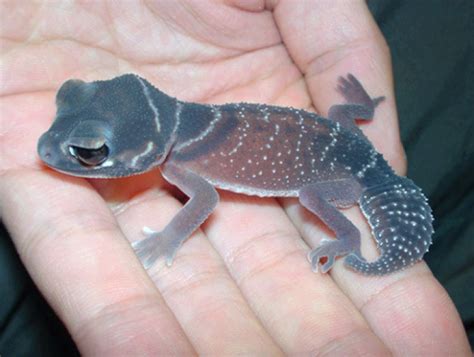 beautiful gecko lizard 