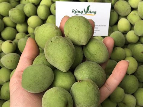 Trái Mơ rừng tươi Tây Bắc, quả mơ bán từ Hà Nội đến TP HCM