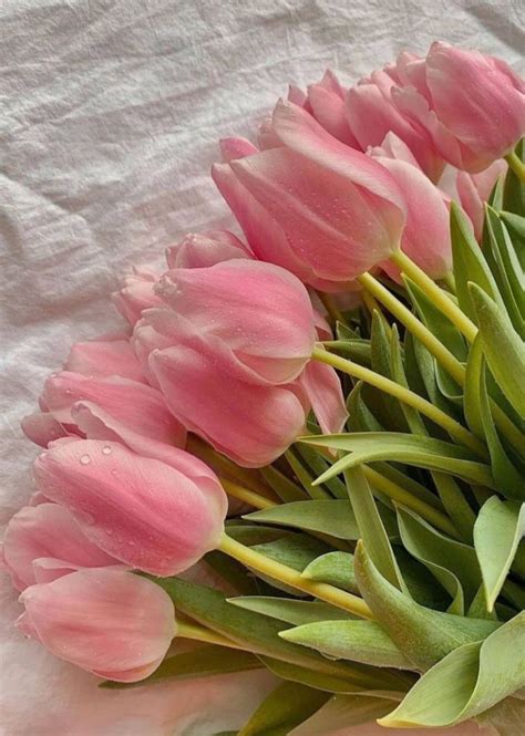 ghim cua tren quay ban hoa hoa tulip