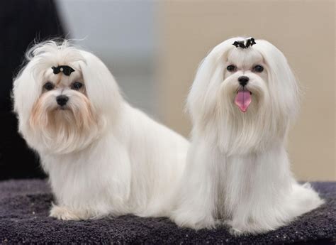 Are Maltese Good Dogs? (Temperament, Personality, Health) — First Light ...