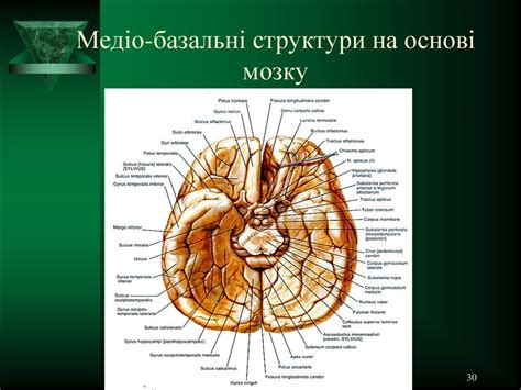 Вищі мозкові функції та їх порушення - презентация онлайн