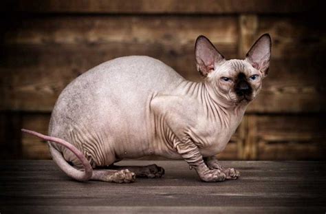 Mèo Ai Cập (Sphynx)