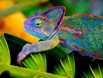 Reptile - Fauna Pamantului