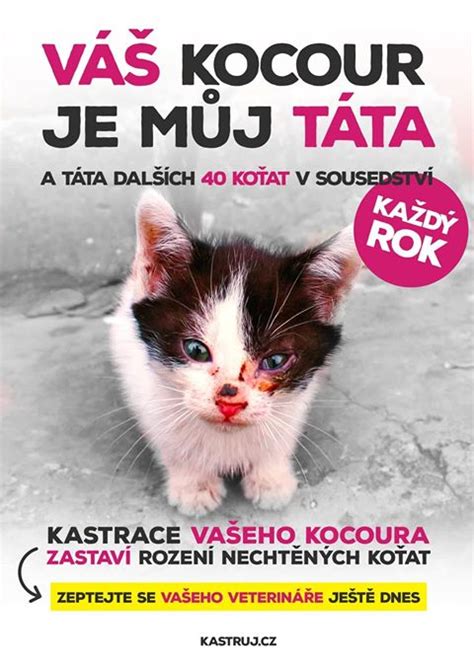 Co je kastrace (sterilizace), kdy kastrovat, cena - Pomáhám krmit