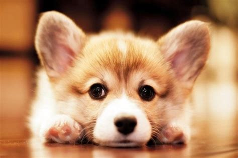 Tổng hợp 500 ảnh chó corgi cute với nhiều tư thế đáng yêu khác nhau