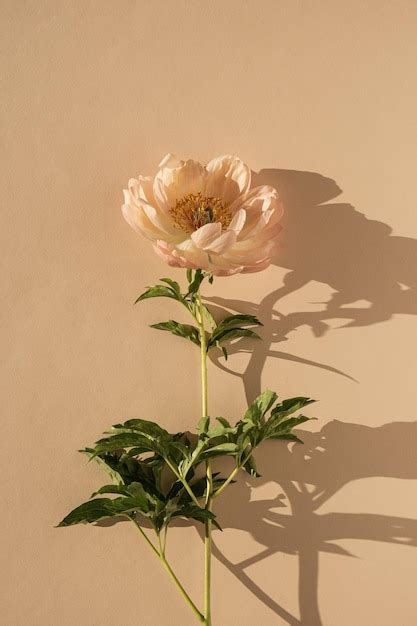 Aesthetic Flowers Wallpaper | Best Flower Site