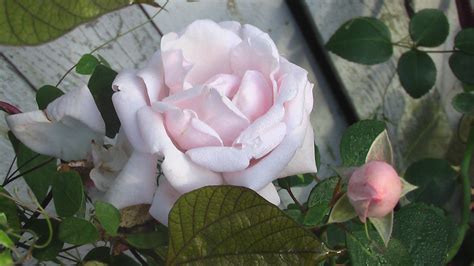 Нью Даун | Rose, Flowers, Garden