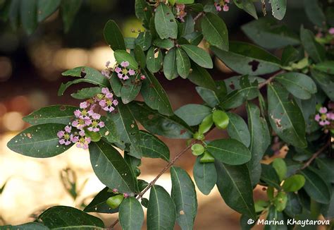Trees of Tropical Asia - Malpighia