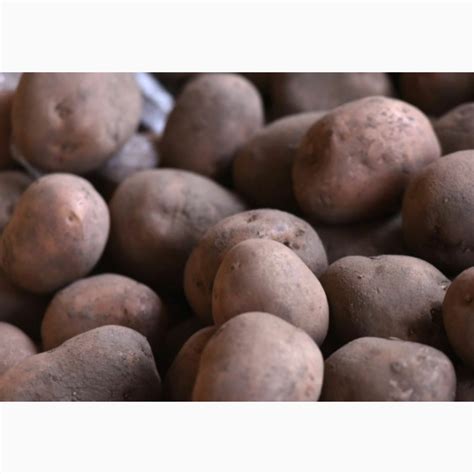 Продам/купити картопля домашня, славянка +біла росса - Хмельницька обл ...