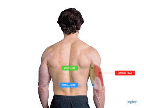 Is the Bench Press Enough to Train Your Triceps? | Legion