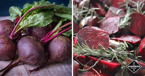 How to Grow Beets - Gardening Channel