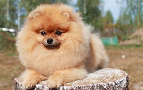 Мале расе паса за стан (39 фотографија): који мали пас је боље имати ...