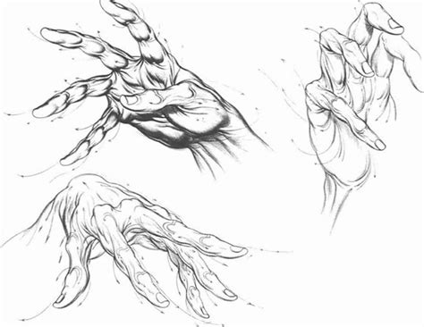 Hand Anatomy Sketch at PaintingValley.com | Explore collection of Hand ...