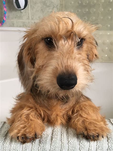 Just a bunch of dachshund mixes that will make your heart explode – Artofit