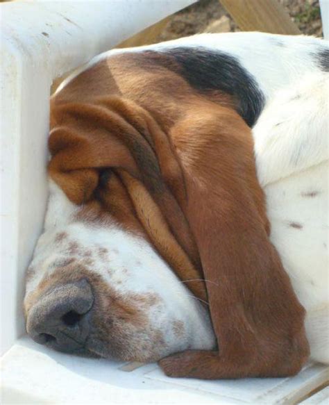 This Sleeping Basset Hound : r/Sleepinganimals