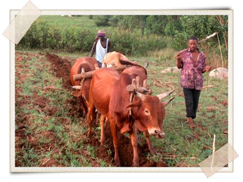 Farm Profiles Archives | A Growing Culture