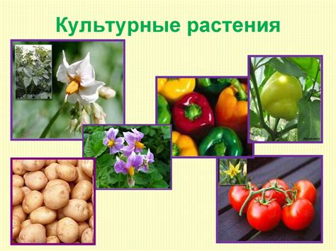 Отдел покрытосеменные, или цветковые. Класс однодольные. Класс ...