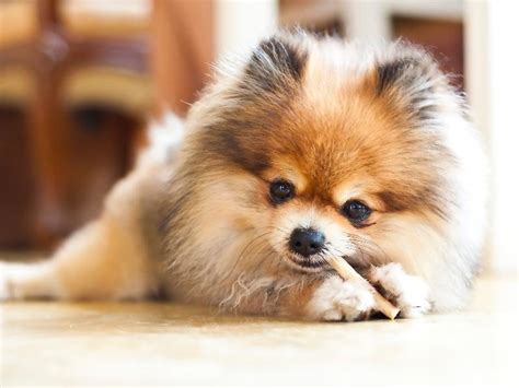 18 Best and Popular Pomeranian Mix Breeds 2023 - Canine HQ