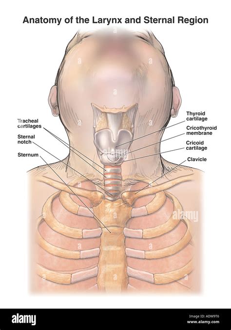 Anatomy Of Larynx And Trachea