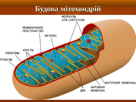 Двомембранні органели. Мітохондрії - презентація з біології