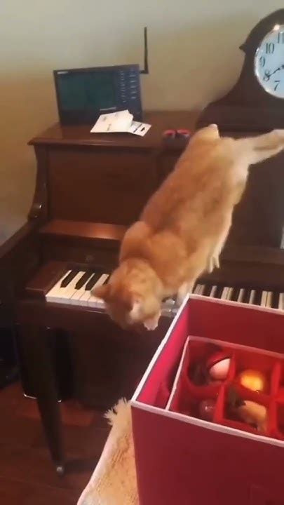 #кот #пианино #музыка #кот_музыкант #шортс - YouTube