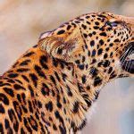 Ягуар, леопард и гепард: отличия в таблице + 35 фото и описание