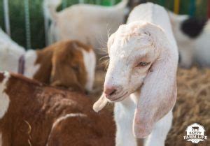 Meat Goat Breeds: 8 Best Goat Breeds For Tasty Meat – Savvy Farm Life