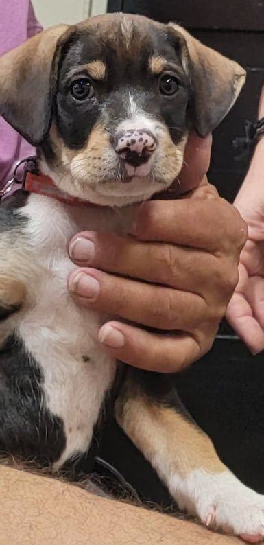 project phoenix  rescue potcakes dogs   bahamas news yoursuncom