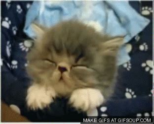 Kitties GIF - Find & Share on GIPHY