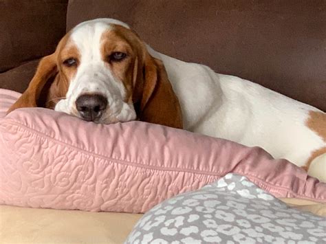 Basset Hound Puppies For Sale In Oregon