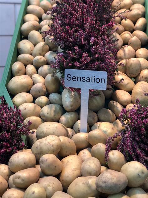 Купить семенной картофель — лучшие сорта на посадку из Голландии ...
