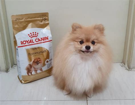Royal Canin Pomeranian Pouches and Kibbles Food Review