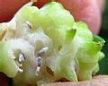 Gall - Wikipedia