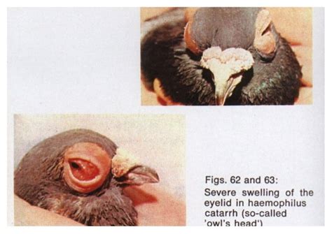 Common pigeon diseases