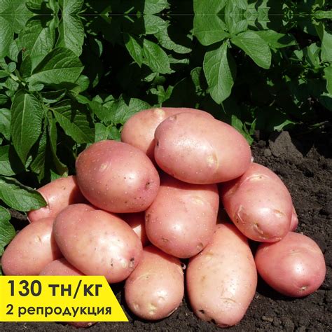 Картофель Сорт Ред Скарлет Характеристика Фото — Картинки фотографии