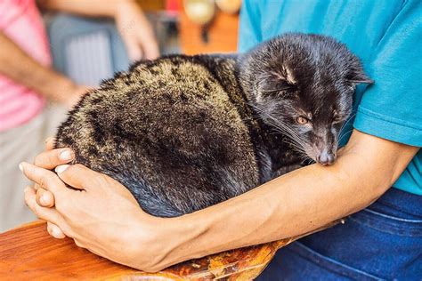 82 Palm Civet Photos, Pictures And Background Images For Free Download ...