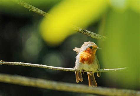 Selective Focus Photography of Bird · Free Stock Photo