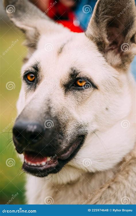 Close Up Portrait of Young Happy East European Shepherd Dog Stock Photo ...