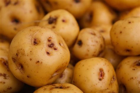 Как получить ранний картофель: 5 советов дачникам