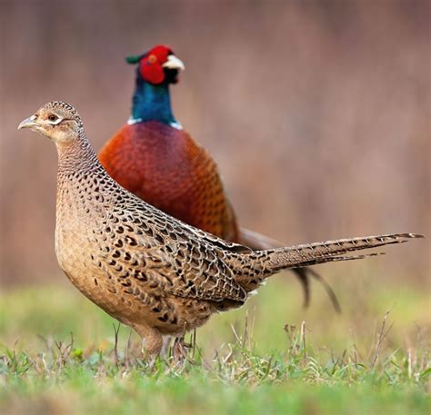 Fasaani (Phasianus colchicus)