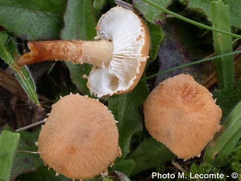 Cystoderma carcharias (M. Lecomte)