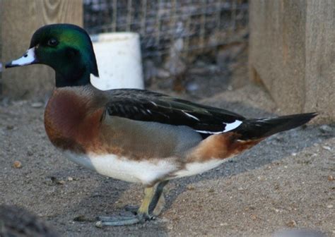 Wood Duck Hybrids Pictures including Mallard x Wood Duck | BackYard ...