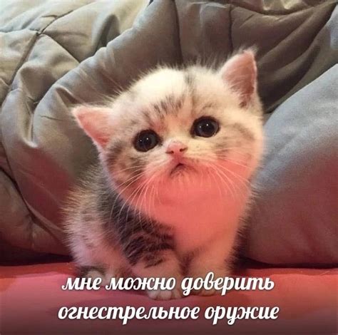 BadKitties | Cat aesthetic, Silly cats pictures, Silly cats