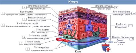 Анатомия: Кожа, cutis. Функции кожи. Строение кожи. Эпидермис, epidermis
