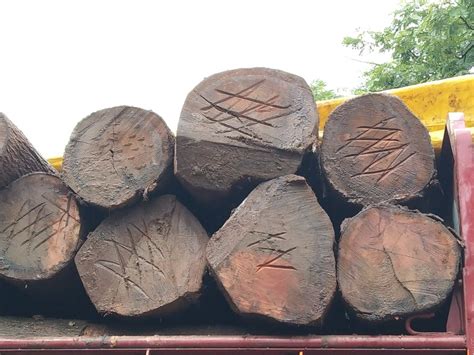 Silver Wood - Silverwood Latest Price, Manufacturers & Suppliers