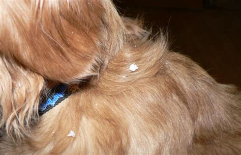 dandruff     dog