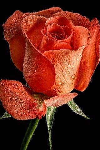 Pin by 888 666 on Красивые цветы | Amazing flowers, Beautiful roses ...
