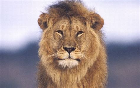 ANIMALES SALVAJES: septiembre 2018