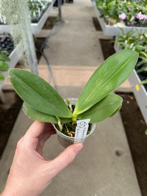 Phal. Zheng Min Anaconda - Orchibias