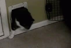 Fat Cat GIF - Fat Cat CatDoor - Discover & Share GIFs